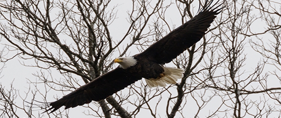 eagle cruise