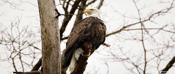 eagle cruise