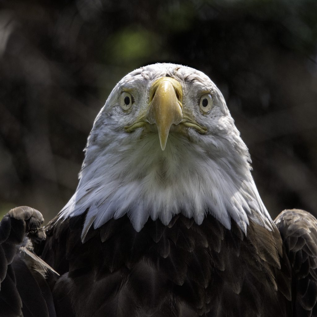 Eagle Stare - Joseph Cronister