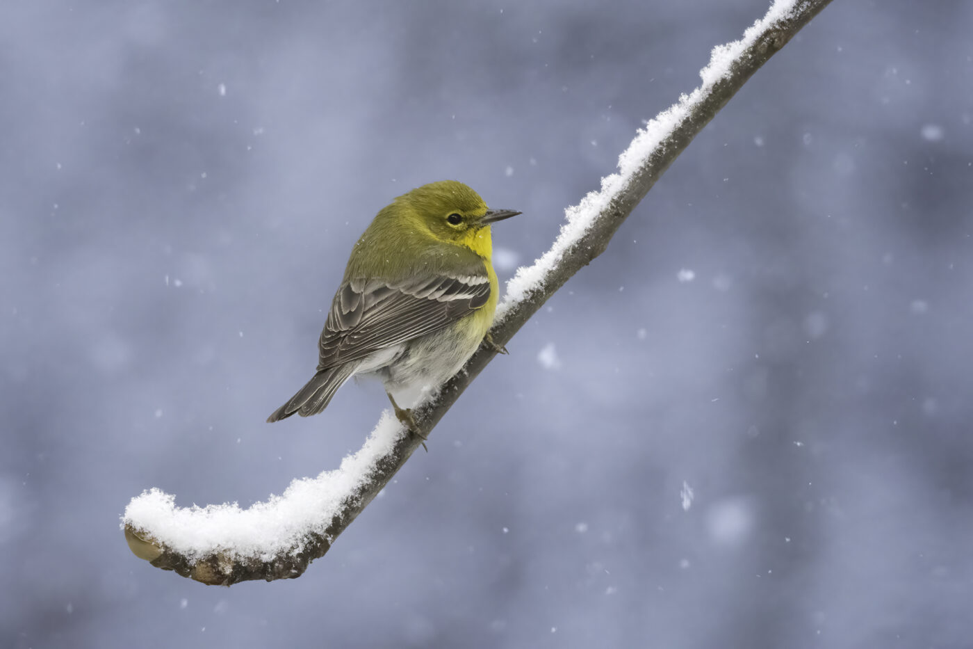 Snowy Perch - © Jennifer Drumm