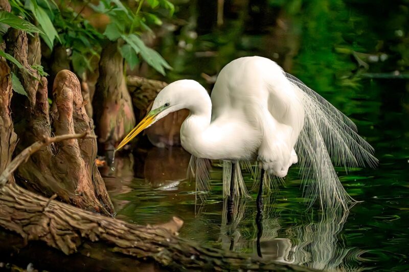 First Place - Egret by Water’s Edge - © Maggie Arguelles