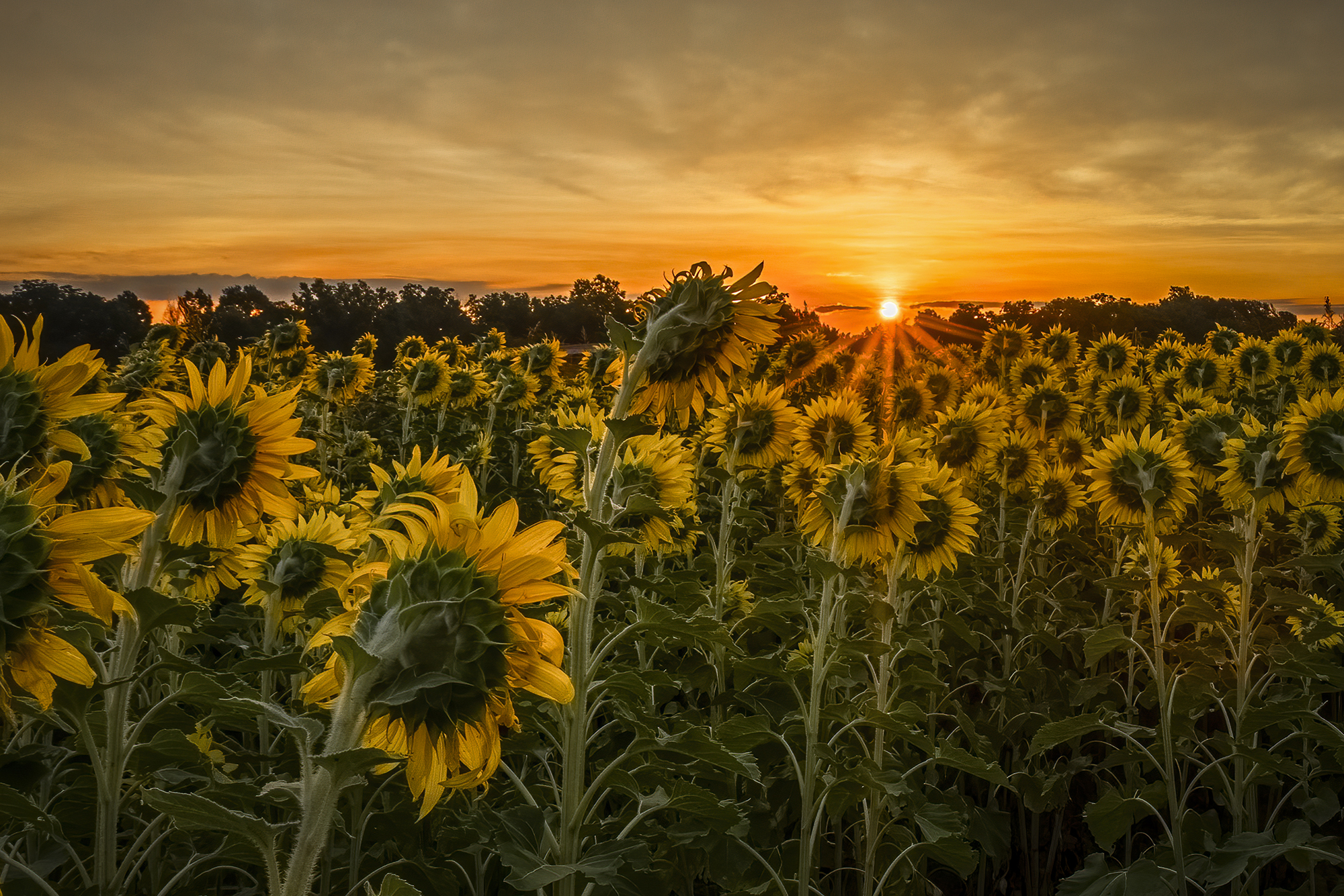 Good Morning! - © Mickey Arlow