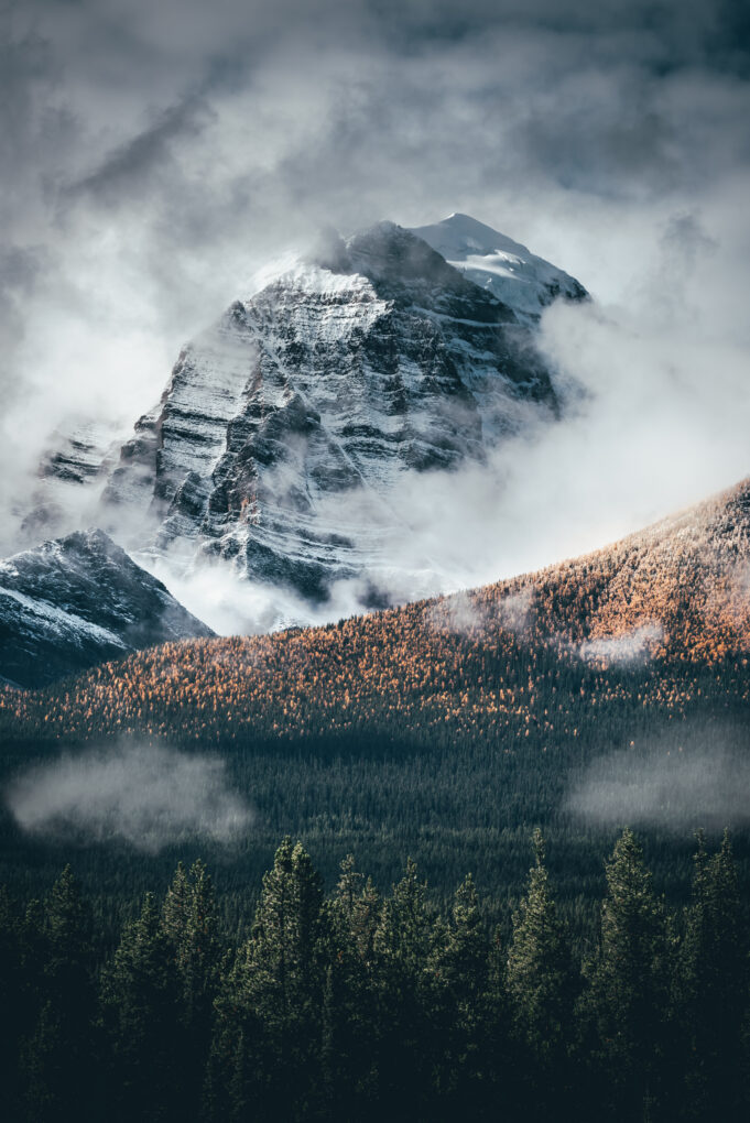 Larches in Banff by Chandler Weber