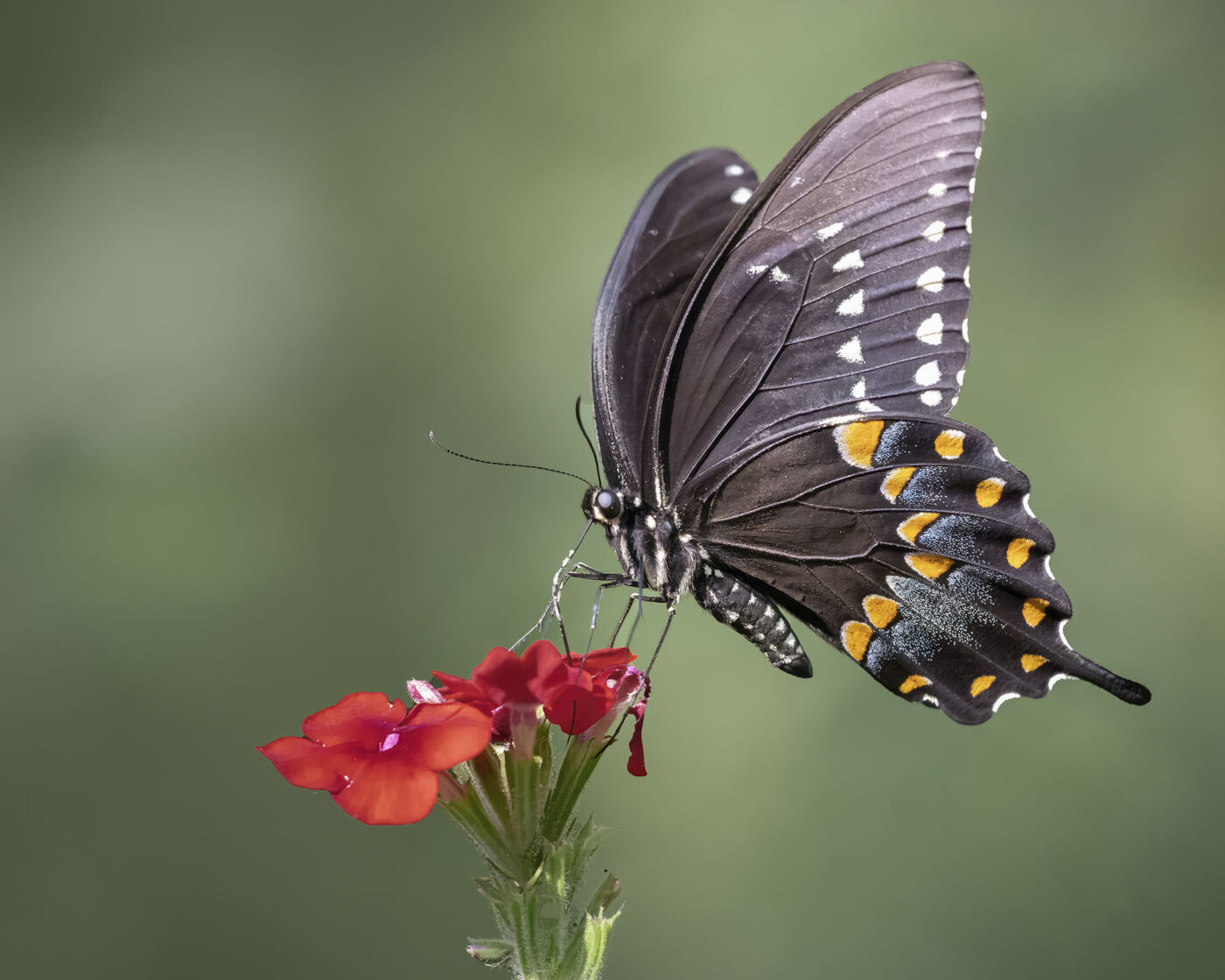 Supper for a Swallowtail - © Mickey Arlow