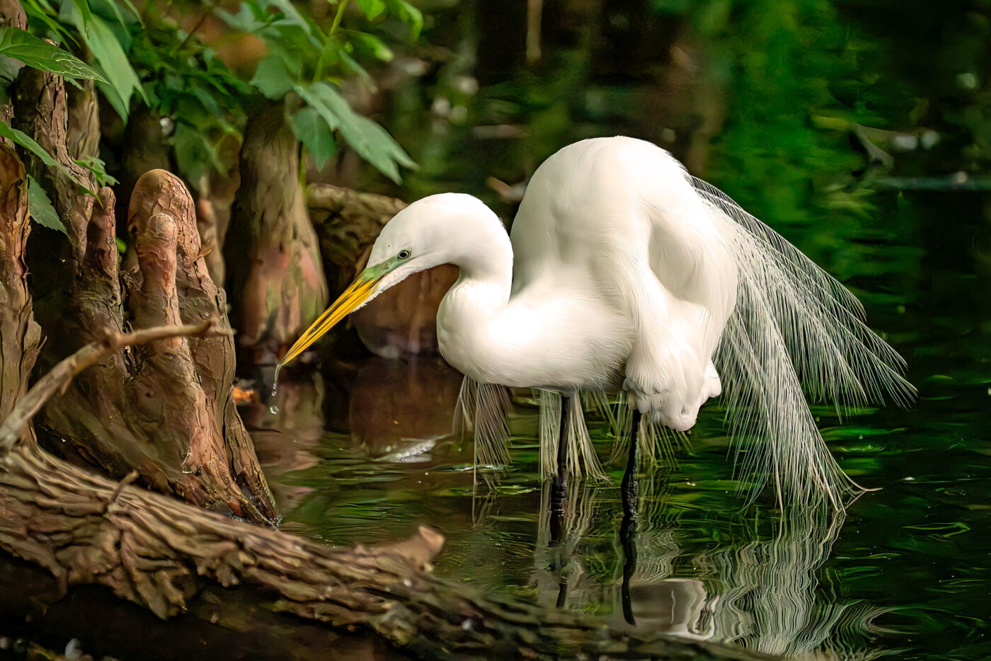 First Runner Up - Fishing Egret - © Maggie Arguelles