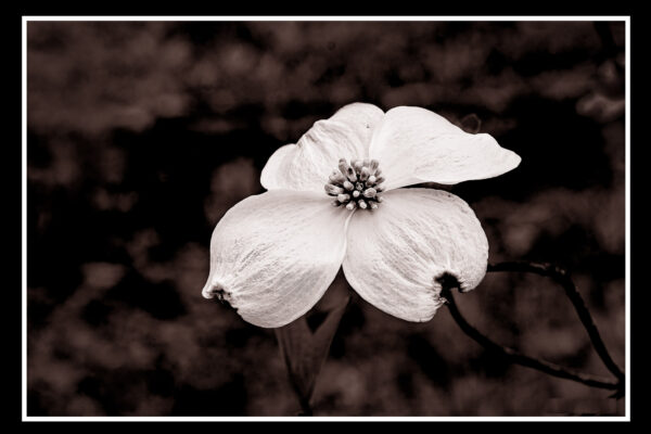 Dogwood by Howard Thompson