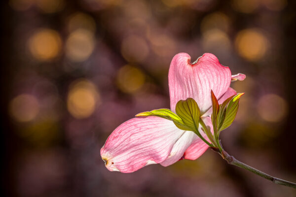 Tick-led Pink by Jane Ballard