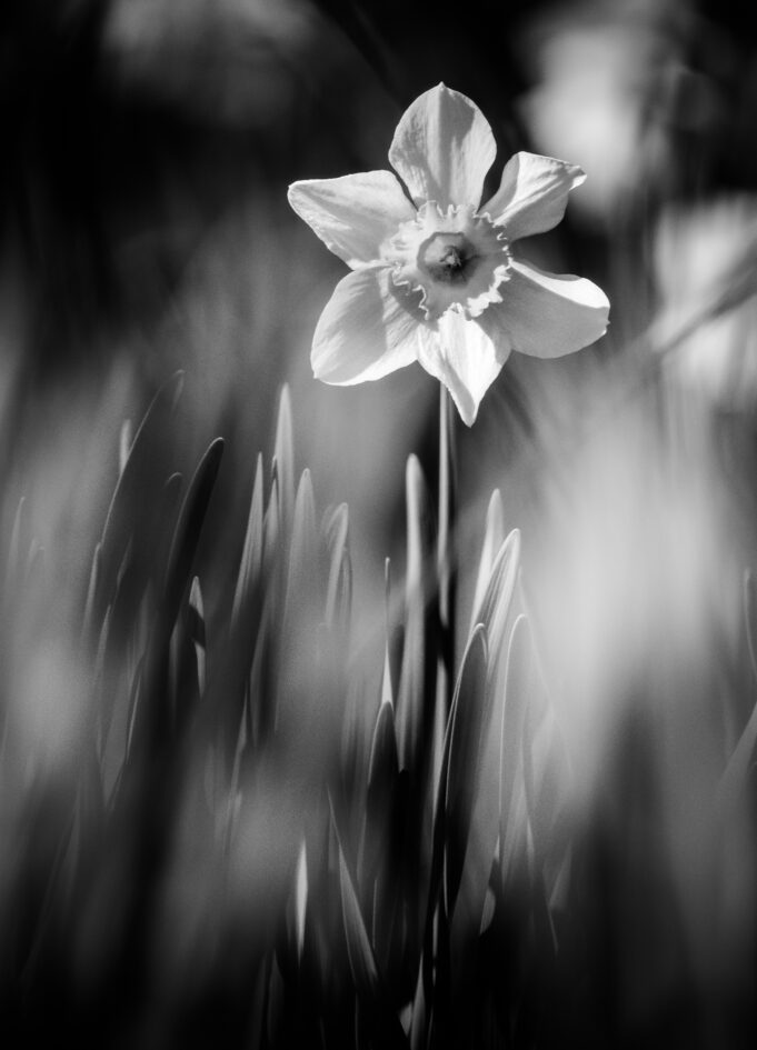 Second Runner-up | Daffodil Spring by Chandler Weber