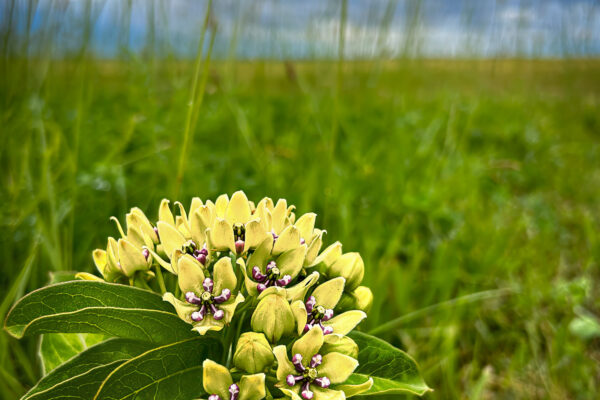 Flower before the Storm by Howard Thompson