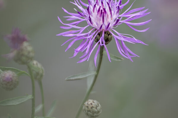 Wild Knapweed by Mickey Arlow