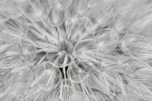 First Runner-up | Salsify by Pat Lewis