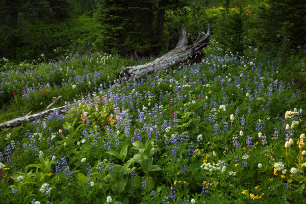 Flowers of Rainier by Harold Hull