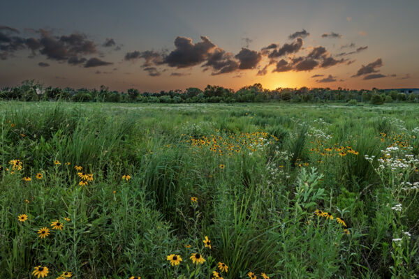 Flowers at Sunset by Maggie Arguelles