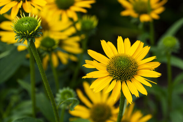 Cutleaf Coneflower by Melissa Jones