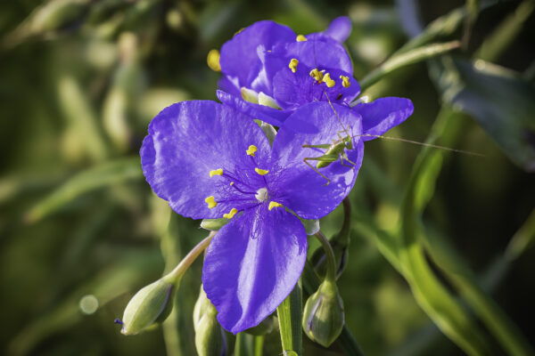 Spiderwort with Visitor by Tim Johnson