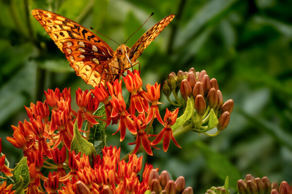 Posing Butterfly by Howard Thompson