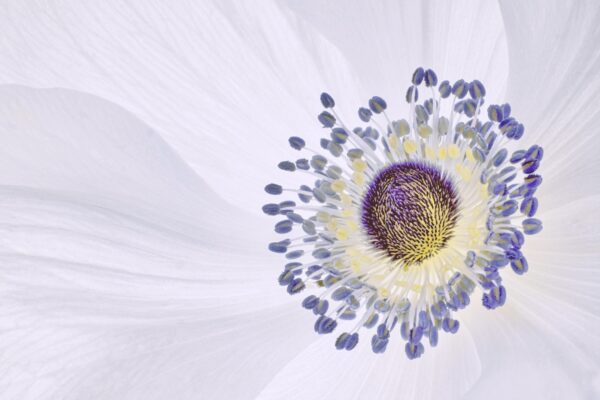 Anemone Anatomy by Pat Lewis