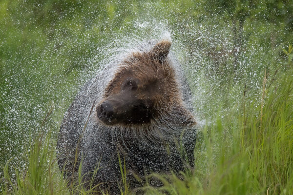 Second Runner-up | Grizzly Spin Dry by Jayne Ryan