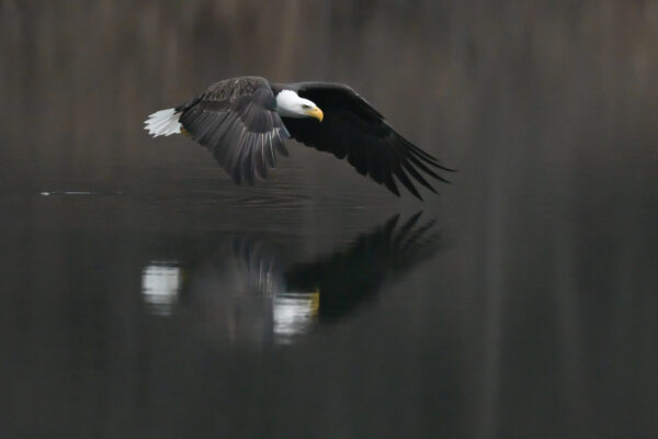 Skimming the Water by Ellyn Proctor