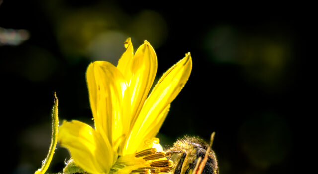 Fuzzy Friends by Howard Thompson