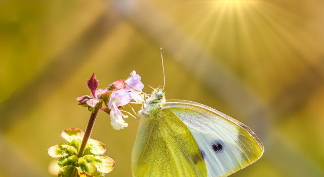 Butterfly on Basil by Tim Johnson