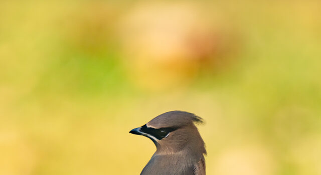 Cedar Waxwing in Autumn by Mindy Musick King