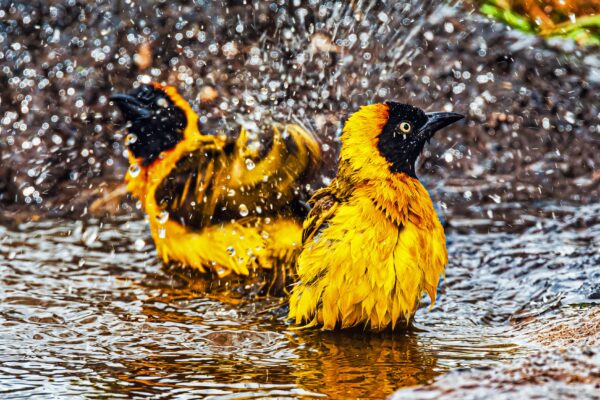 First Runner-up | Lesser Masked Weaver by Bill Petrunich