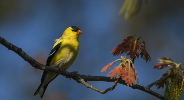 American Goldfinch by Ellyn Proctor