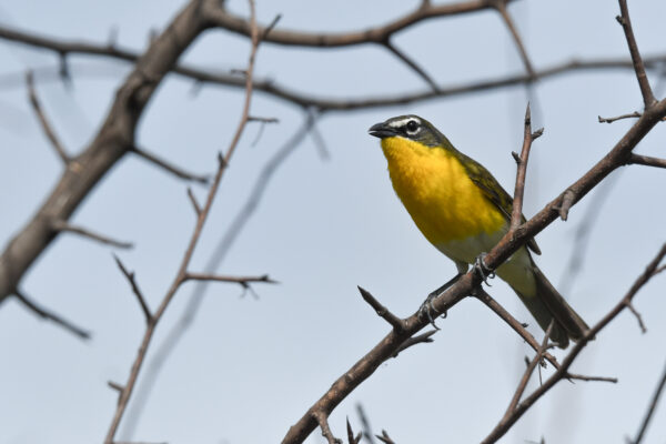 Second runner-up | Yellow-Breasted Chat by Ellyn Proctor